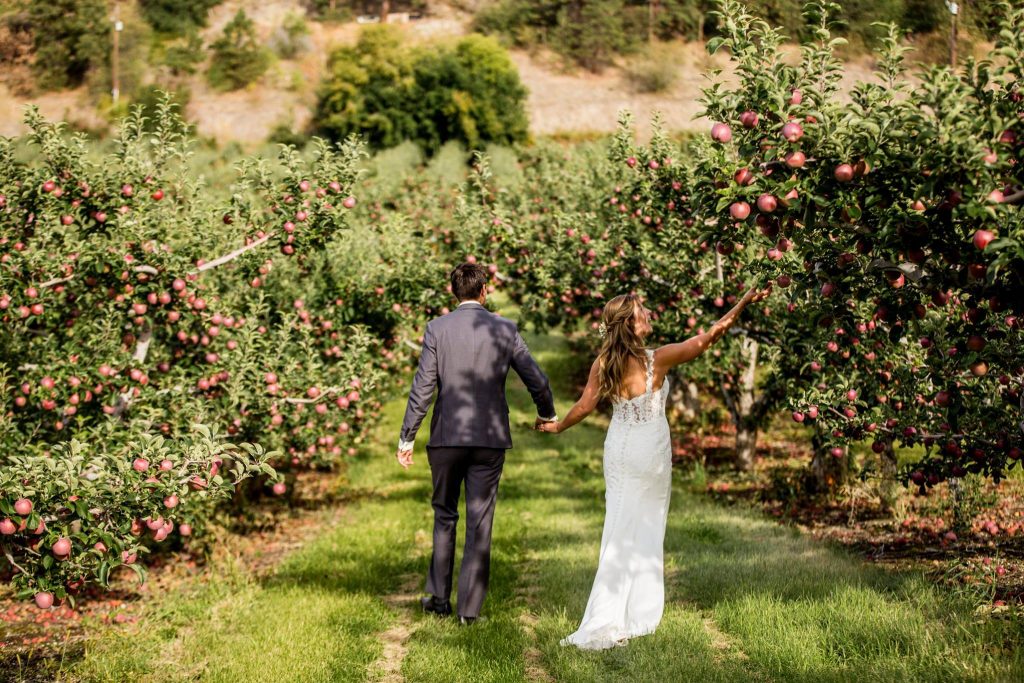 Stellavate Photography | Victoria BC wedding Photographer | bride and groom walking through apple orchard picking apple